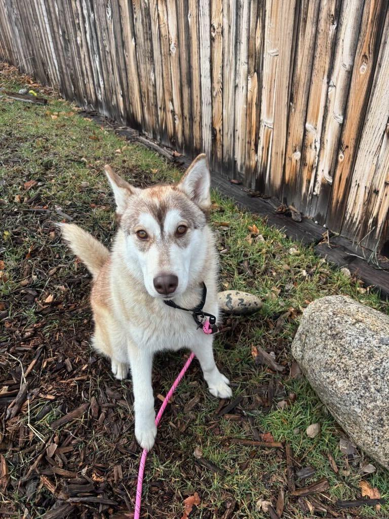 Enlarge Maggie, a Adoptable Siberian Husky in Cottonwood Heights, UT image 4/6