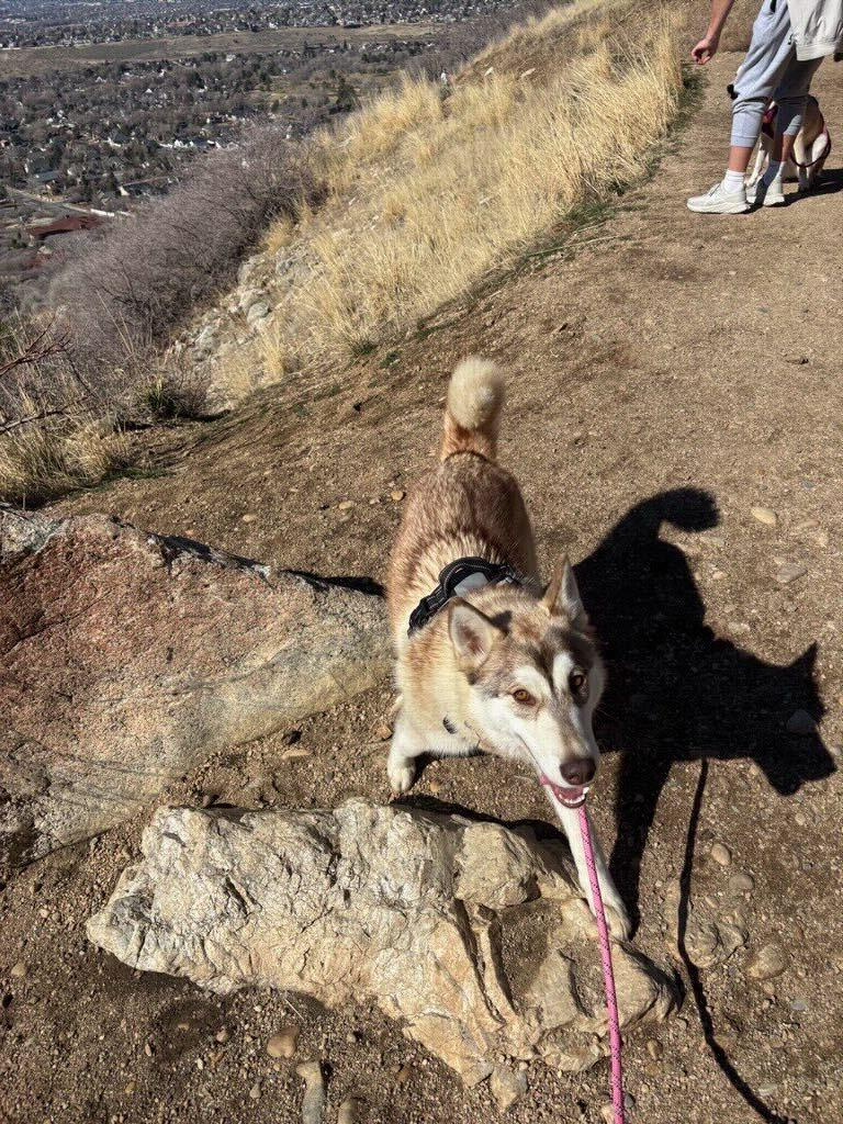 Enlarge Maggie, a Adoptable Siberian Husky in Cottonwood Heights, UT image 5/6