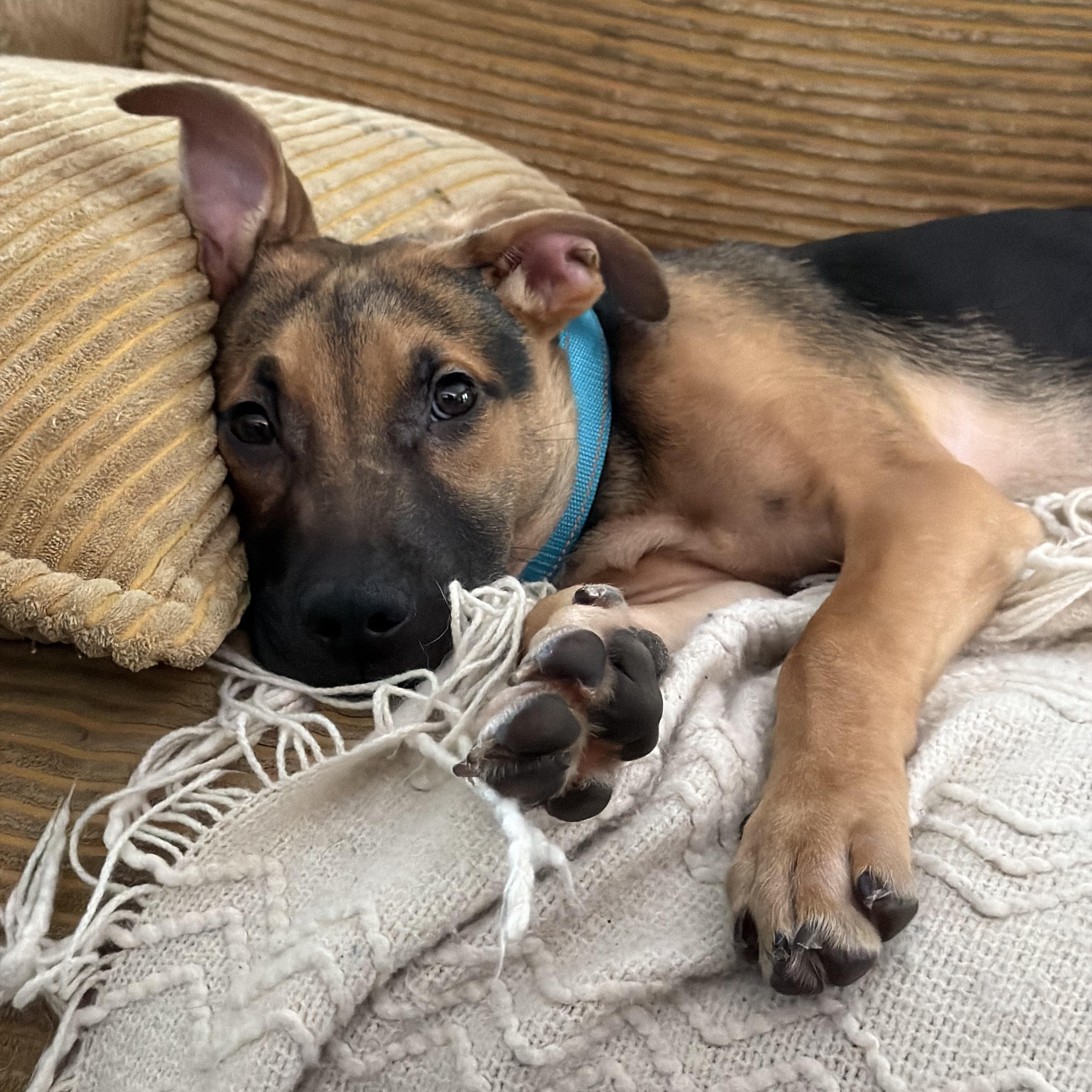 Enlarge Archie, a ADOPTABLE mixed breed in Davisburg, MI image 2/3