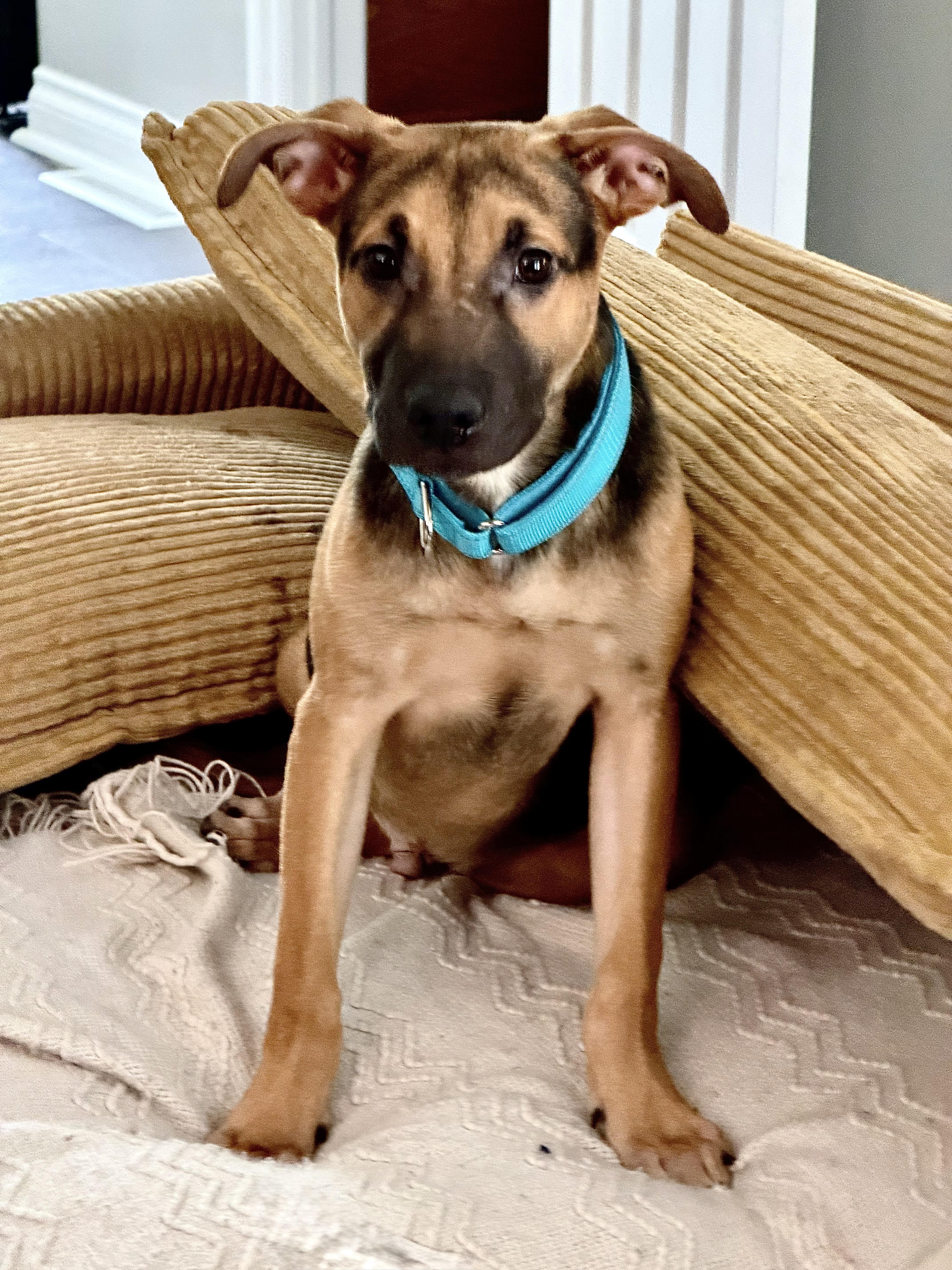 Enlarge Archie, a ADOPTABLE mixed breed in Davisburg, MI image 3/3