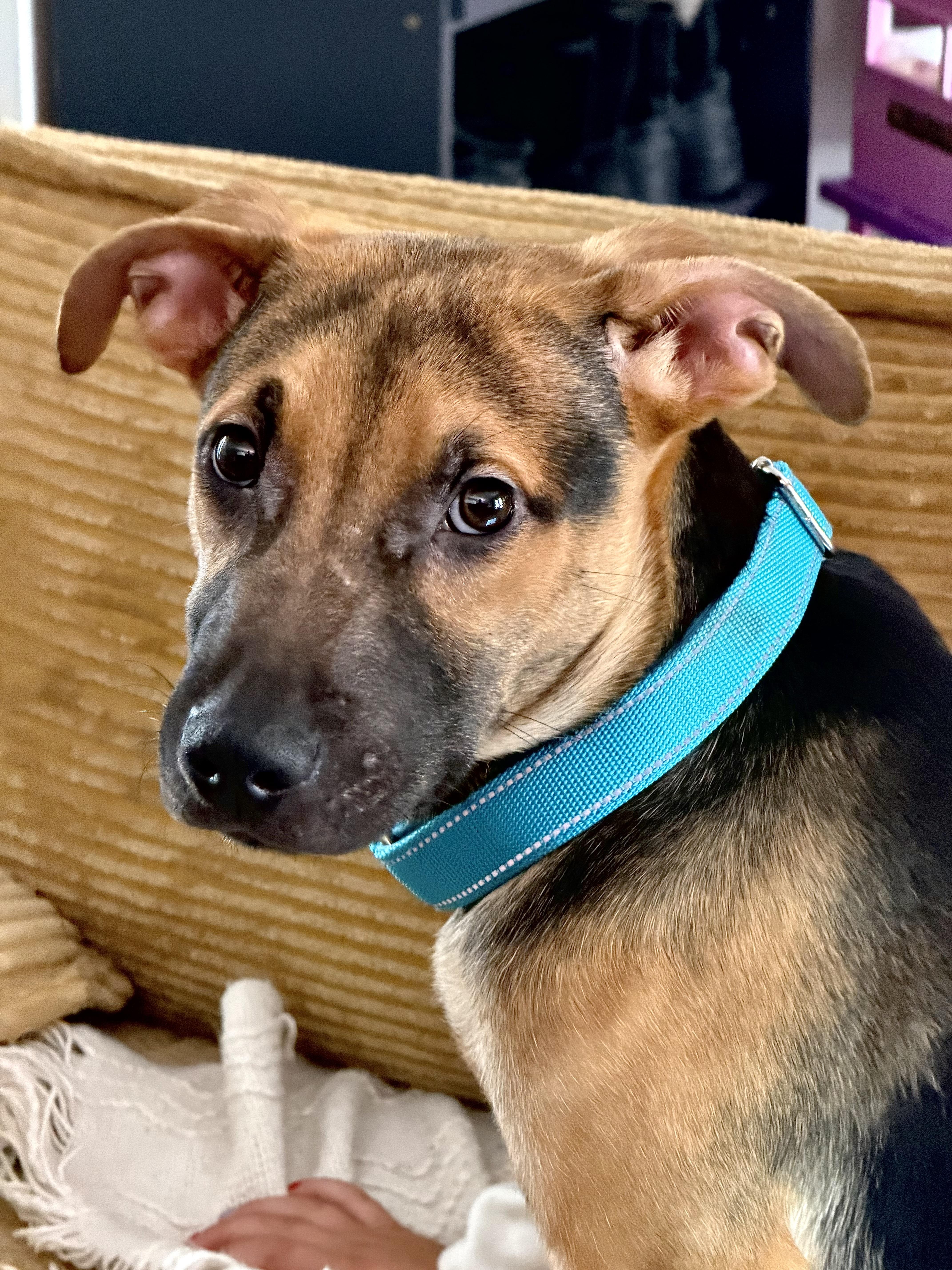Archie, ADOPTABLE, Puppy Male German Shepherd Dog.