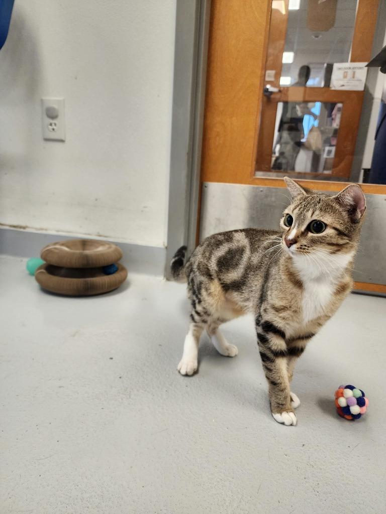 Enlarge Carmella, a Adopted mixed breed in New Kensington, PA image 1/6