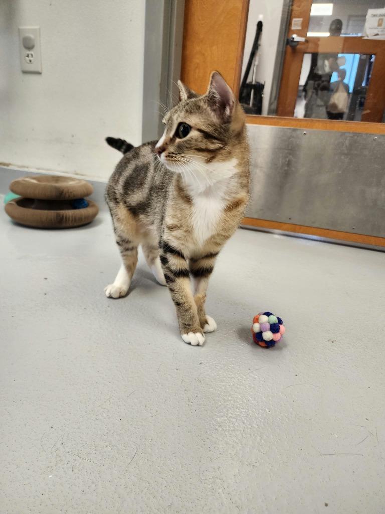 Enlarge Carmella, a Adopted mixed breed in New Kensington, PA image 2/6