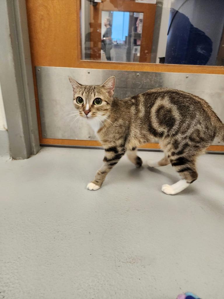 Enlarge Carmella, a Adopted mixed breed in New Kensington, PA image 6/6