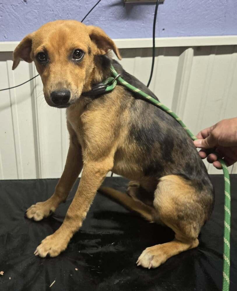 Enlarge Hensley, a Adoptable mixed breed in Waverly, OH image 1/1