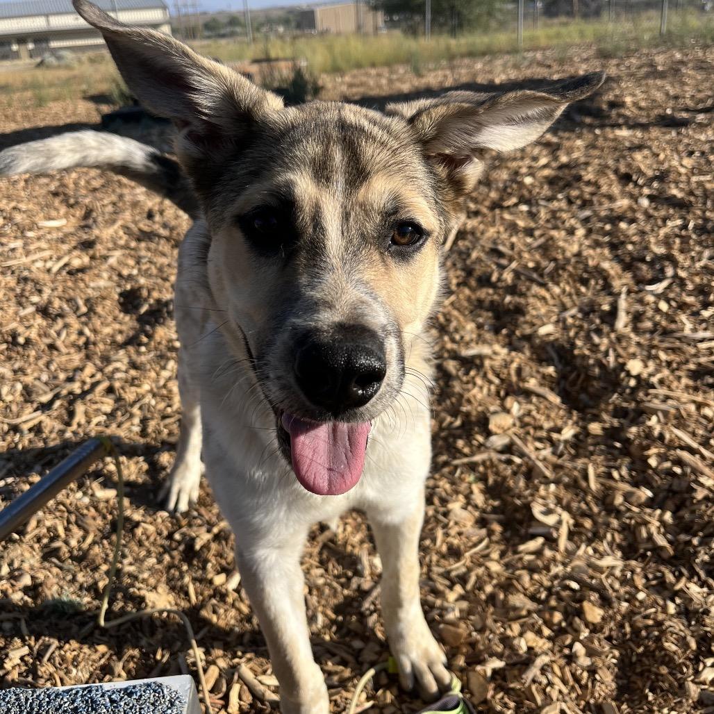 Tax Fraud, Adoptable, Puppy Male Cattle Dog.