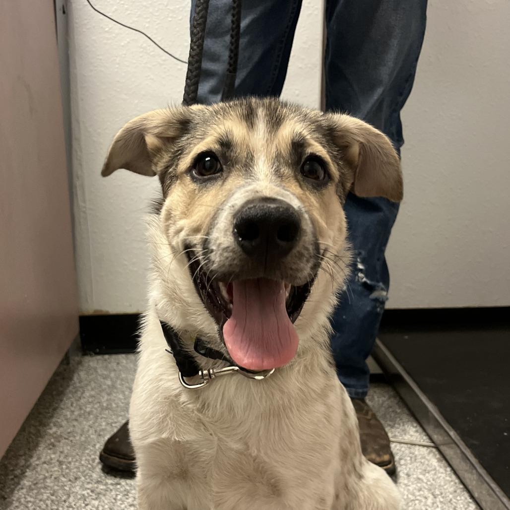 Enlarge Tax Fraud, a Adoptable Cattle Dog in Taos, NM image 2/3
