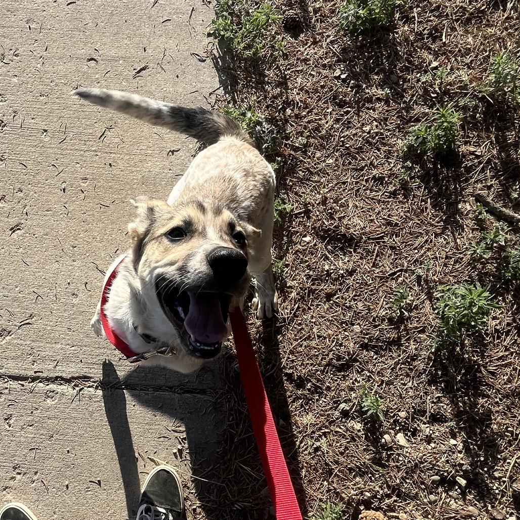 Enlarge Tax Fraud, a Adoptable Cattle Dog in Taos, NM image 3/3