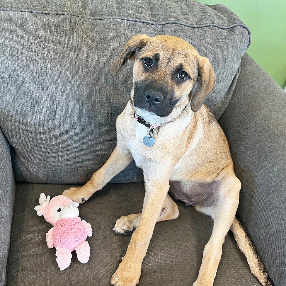 Enlarge Jingle, a Adoptable mixed breed in Flower Mound, TX image 1/5