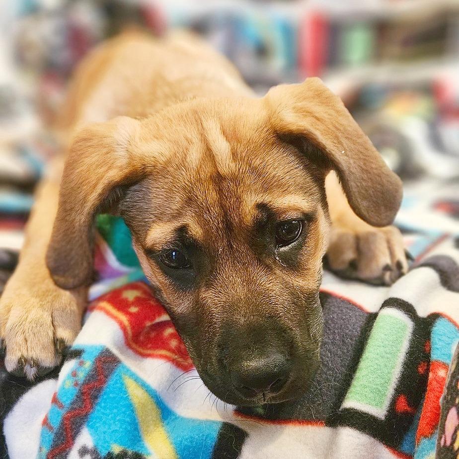 Enlarge Jingle, a Adoptable mixed breed in Flower Mound, TX image 2/5