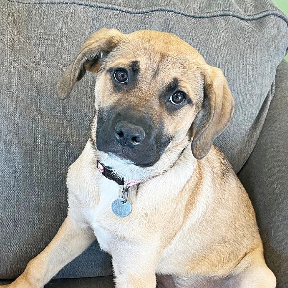 Enlarge Jingle, a Adoptable mixed breed in Flower Mound, TX image 3/5