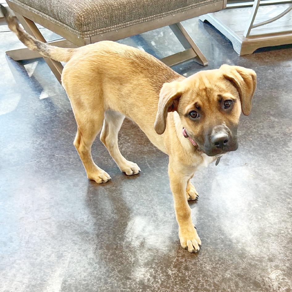 Enlarge Jingle, a Adoptable mixed breed in Flower Mound, TX image 4/5