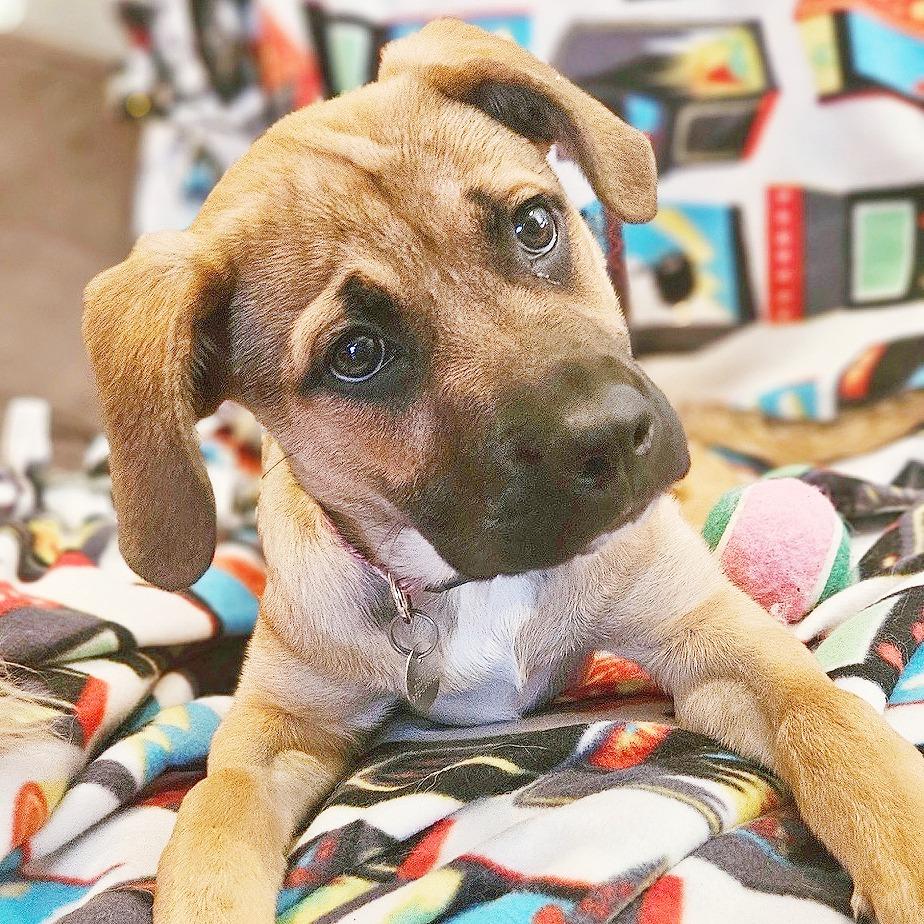 Enlarge Jingle, a Adoptable mixed breed in Flower Mound, TX image 5/5