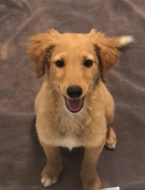 Enlarge Enze, a ADOPTABLE mixed breed in Colleyville, TX image 2/2