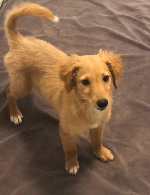 Enze, ADOPTABLE, Puppy Female Golden Retriever & Poodle.