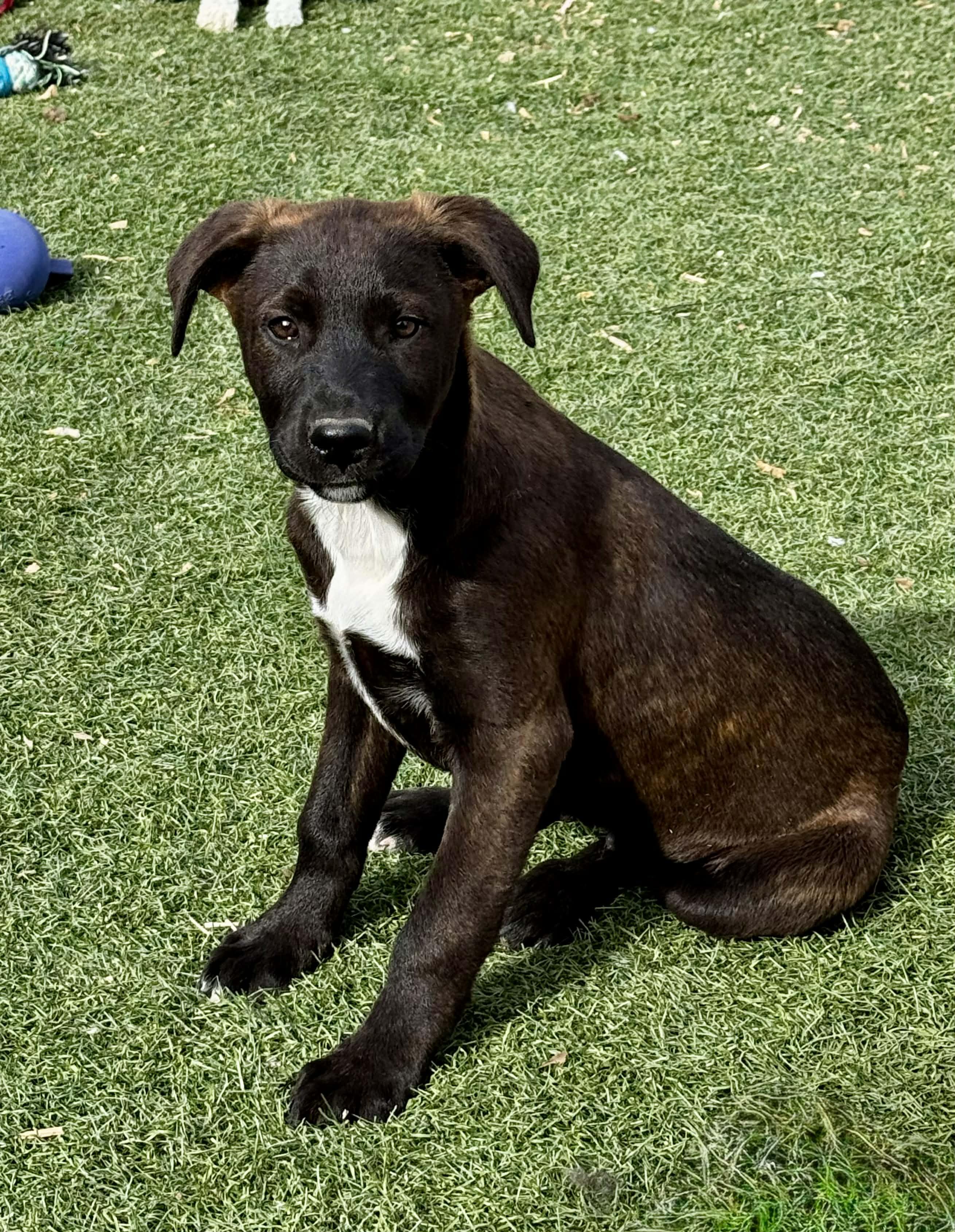 4 month old Heeler Puppies , Adoptable, Puppy Male Australian Cattle Dog / Blue Heeler.