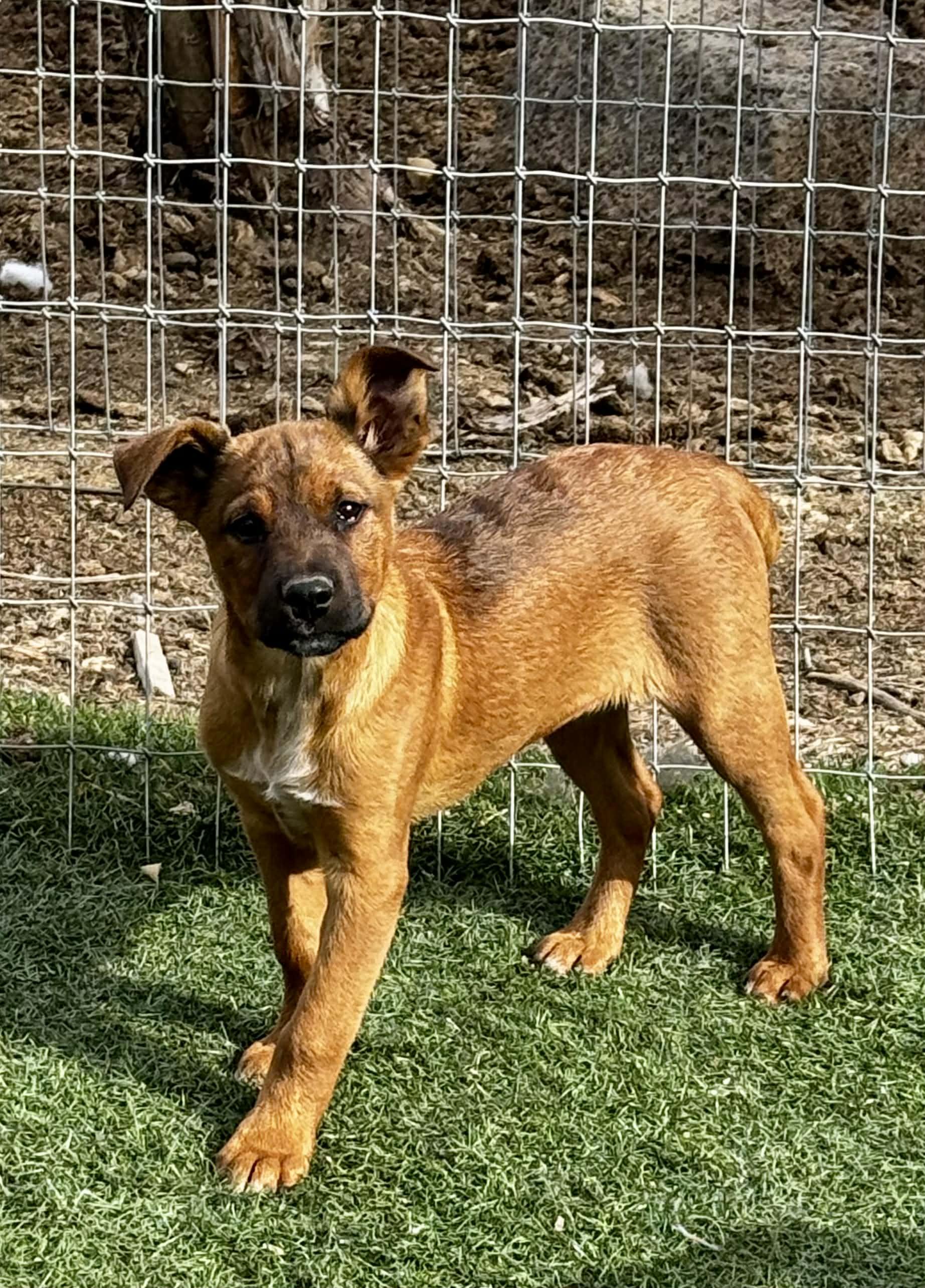 Enlarge 4 month old Heeler Puppies , a Adoptable mixed breed in Bend, OR image 5/6