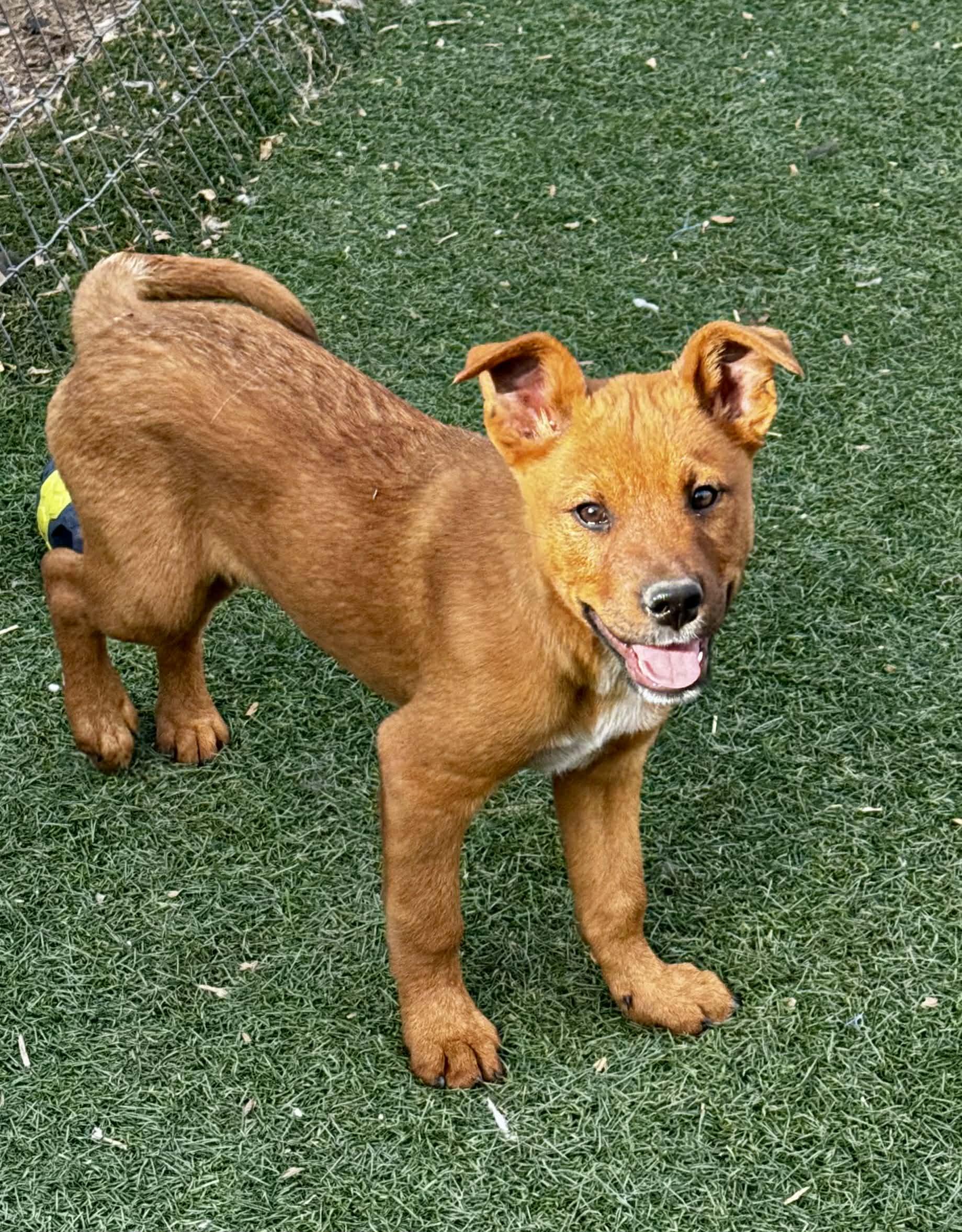 Enlarge 4 month old Heeler Puppies , a Adoptable mixed breed in Bend, OR image 4/6