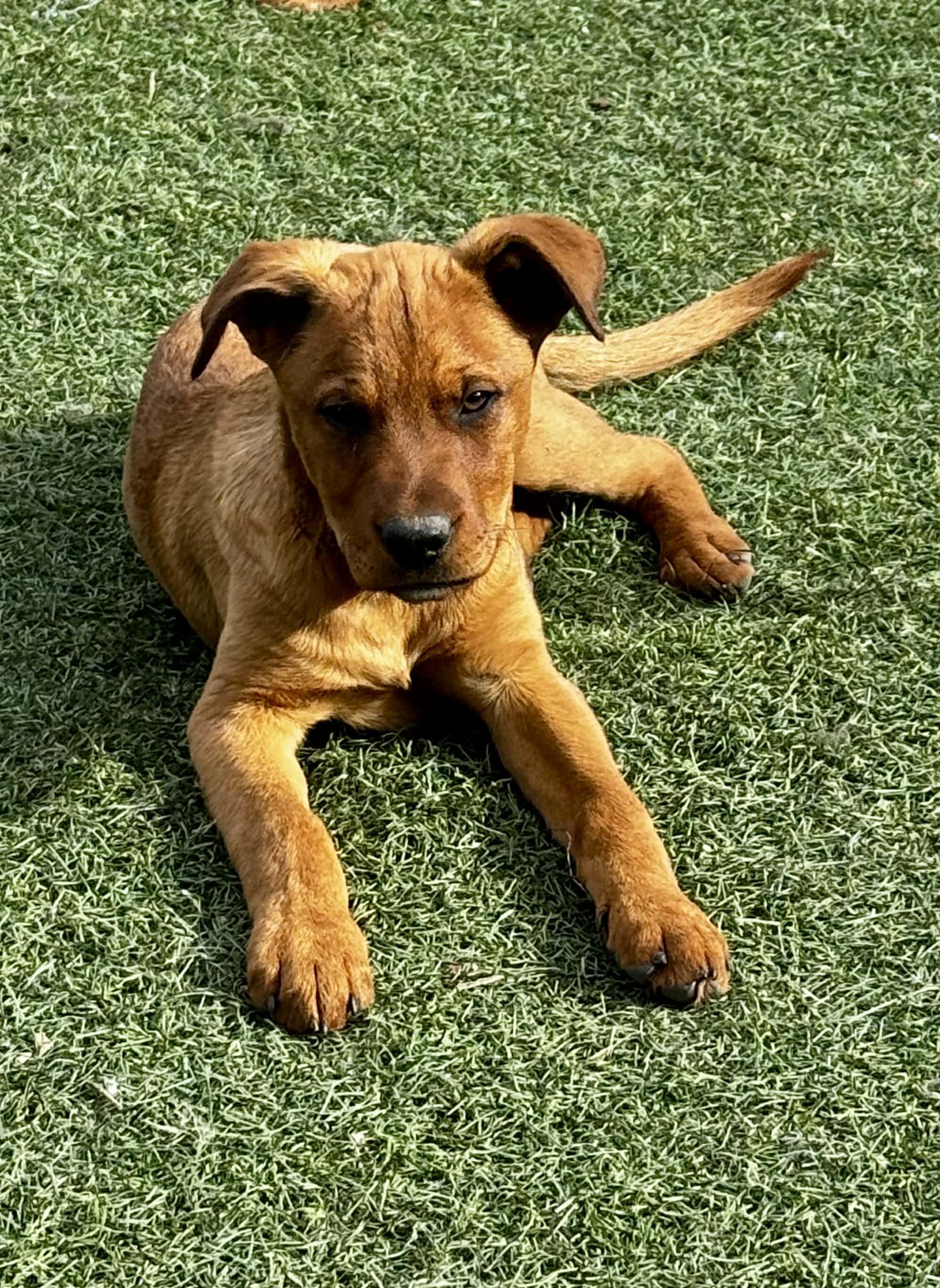 Enlarge 4 month old Heeler Puppies , a Adoptable mixed breed in Bend, OR image 3/6