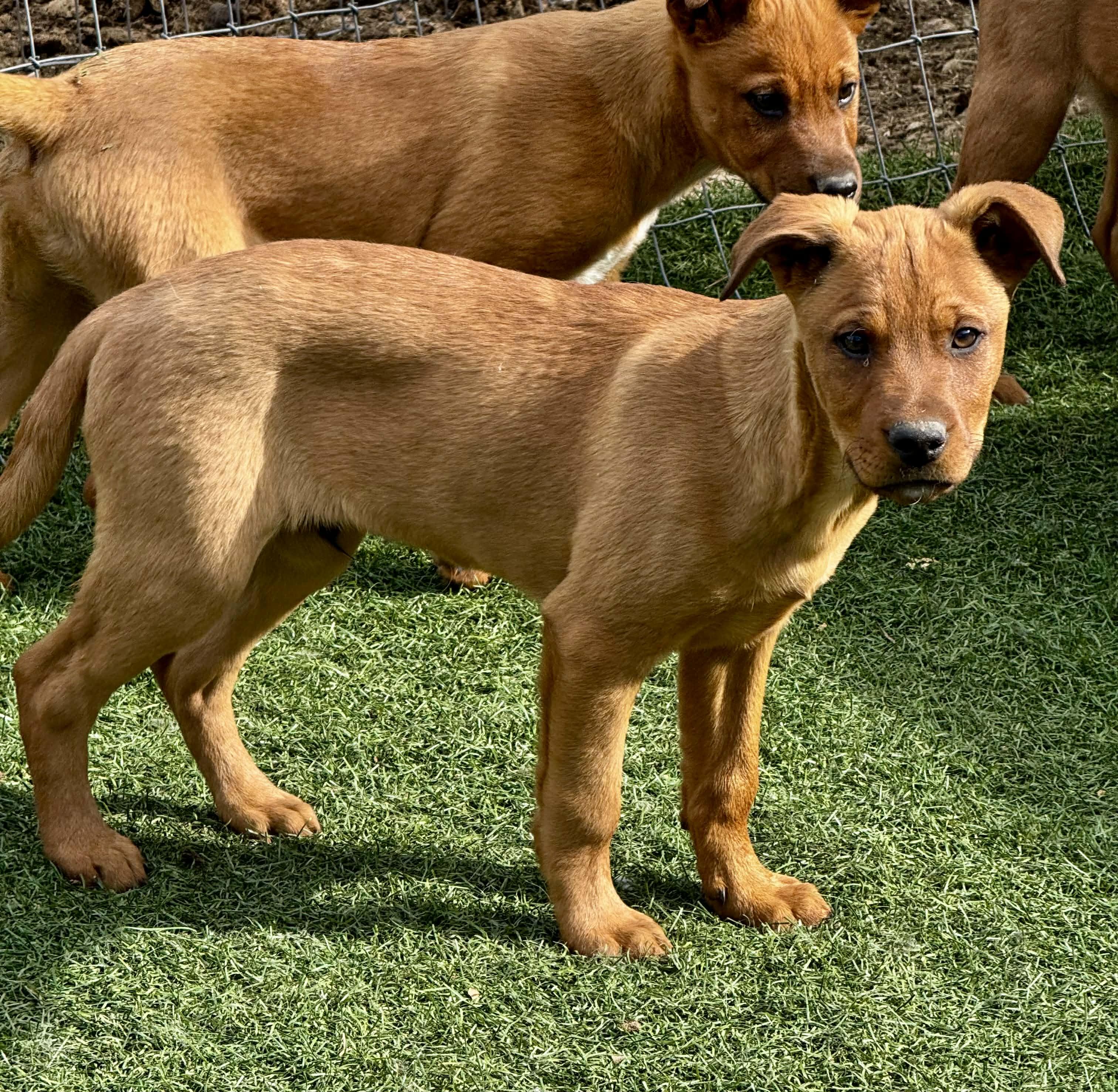 Enlarge 4 month old Heeler Puppies , a Adoptable mixed breed in Bend, OR image 2/6
