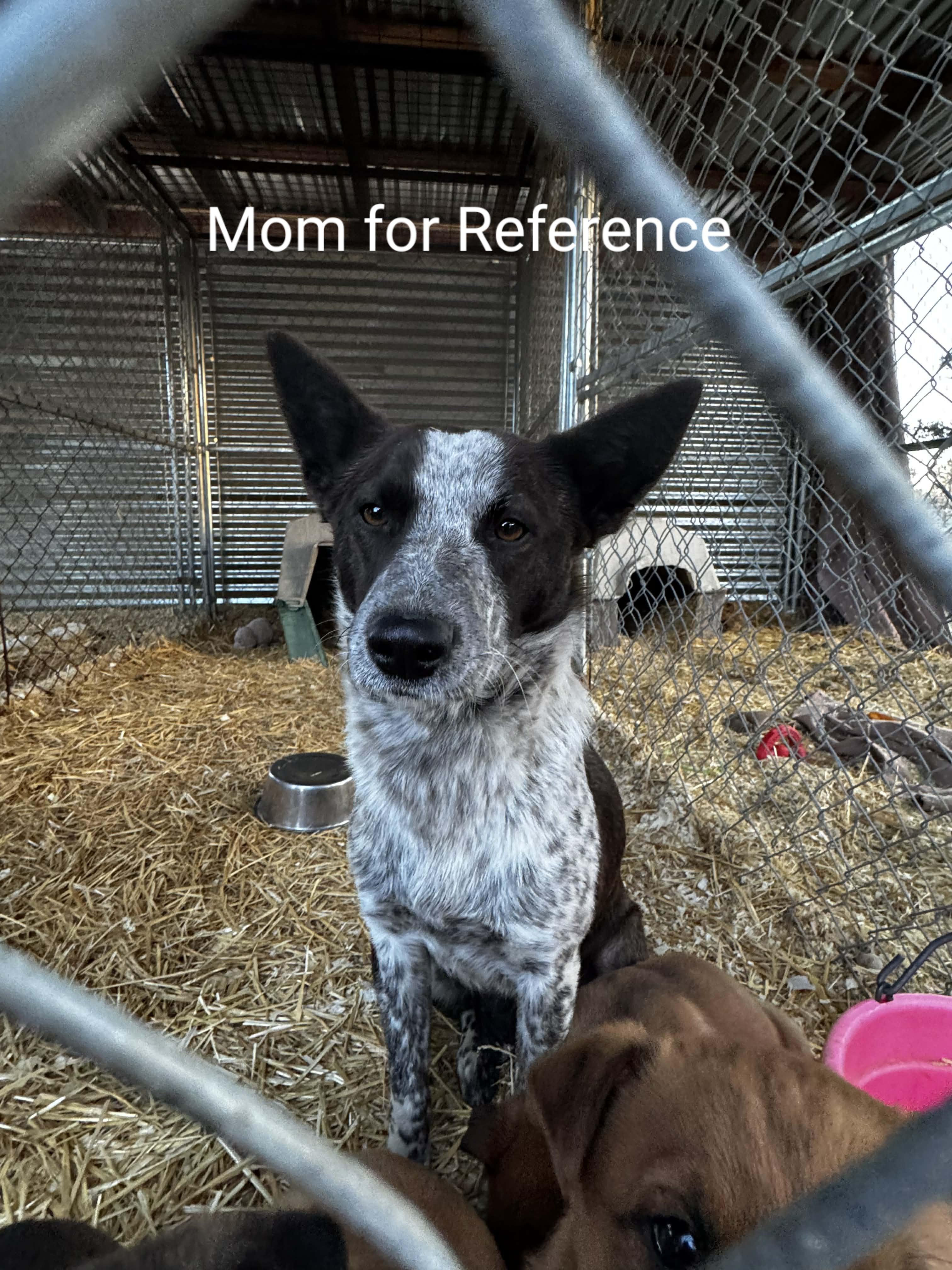 Enlarge 4 month old Heeler Puppies , a Adoptable mixed breed in Bend, OR image 6/6