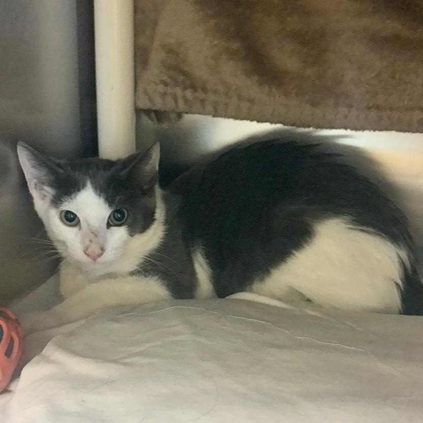 Enlarge Clove, a Adoptable Domestic Short Hair in Charlottesville, VA image 1/3