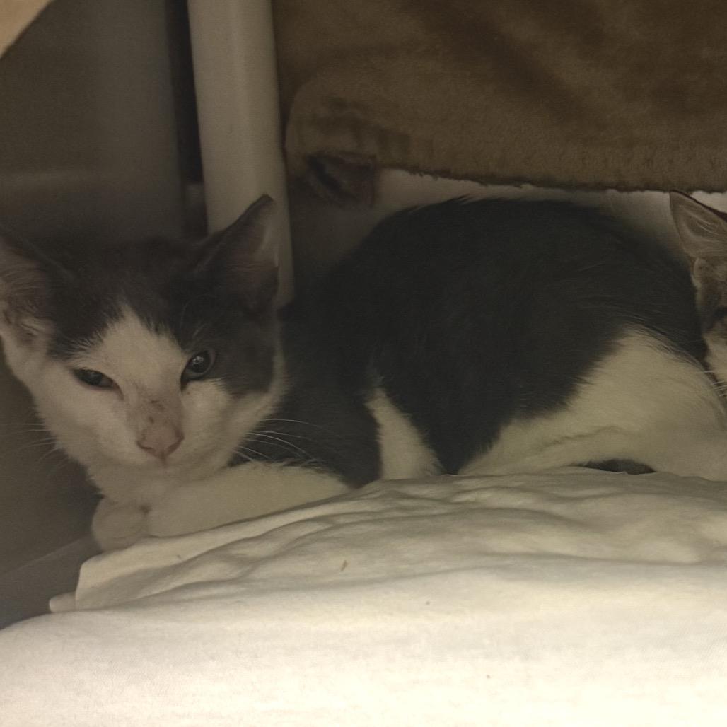 Enlarge Clove, a Adoptable Domestic Short Hair in Charlottesville, VA image 2/3