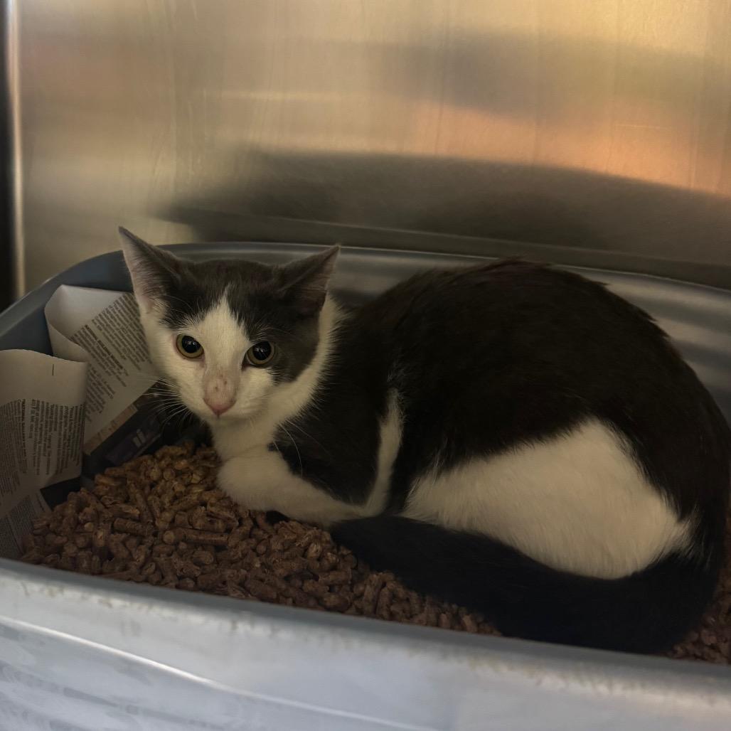 Enlarge Clove, a Adoptable Domestic Short Hair in Charlottesville, VA image 3/3