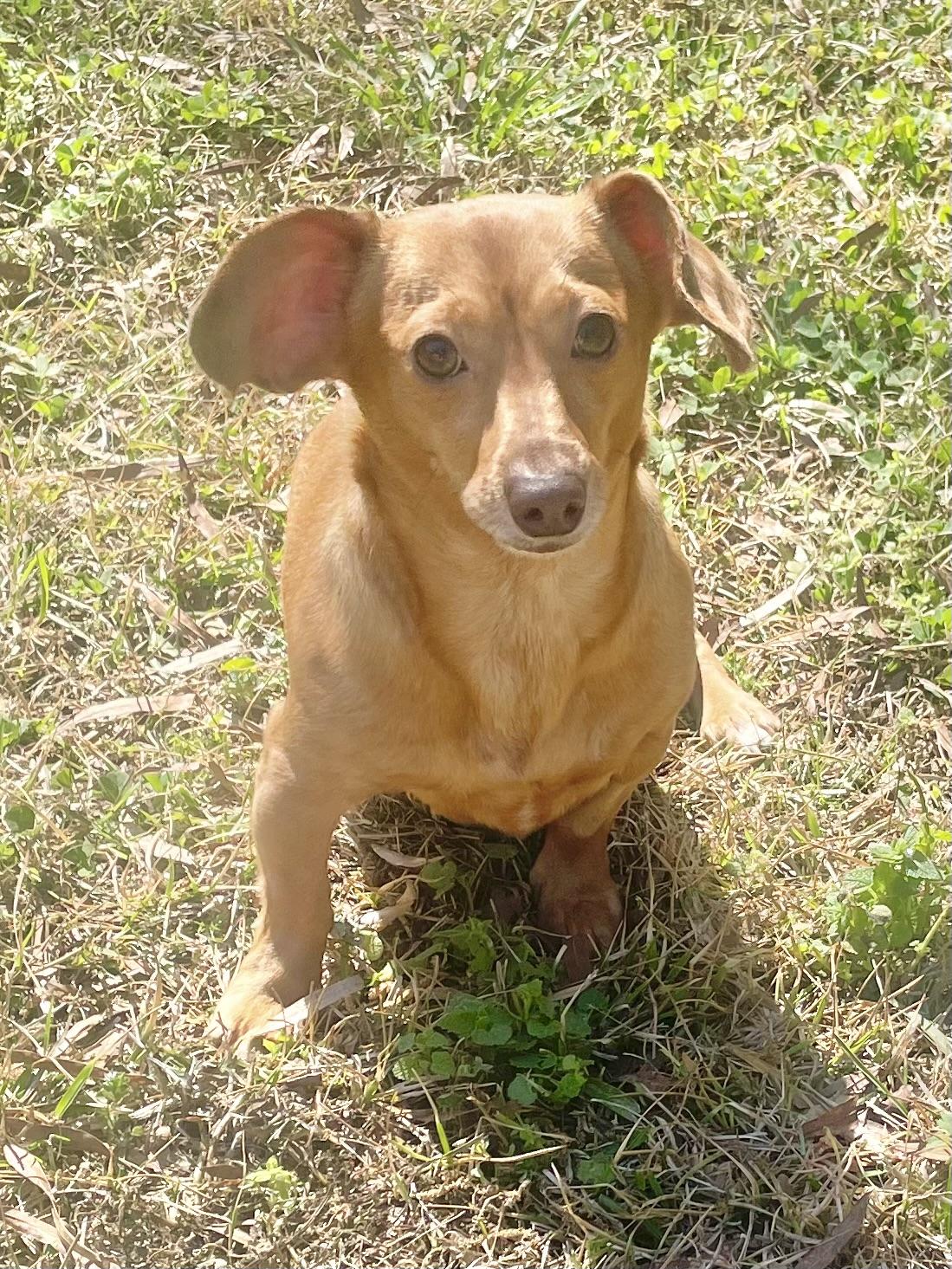 Stella in Texarkana TX, ADOPTABLE, Adult Female Chihuahua & Corgi.
