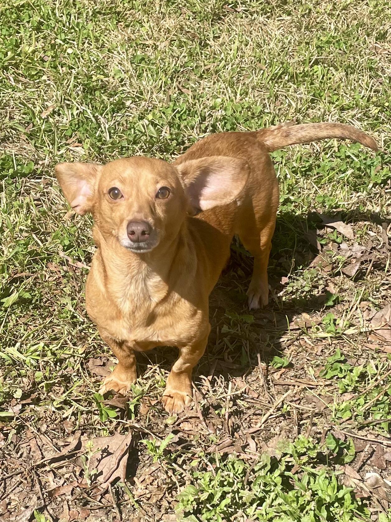 Enlarge Stella in Texarkana TX, a ADOPTABLE mixed breed in Texarkana, TX image 5/6