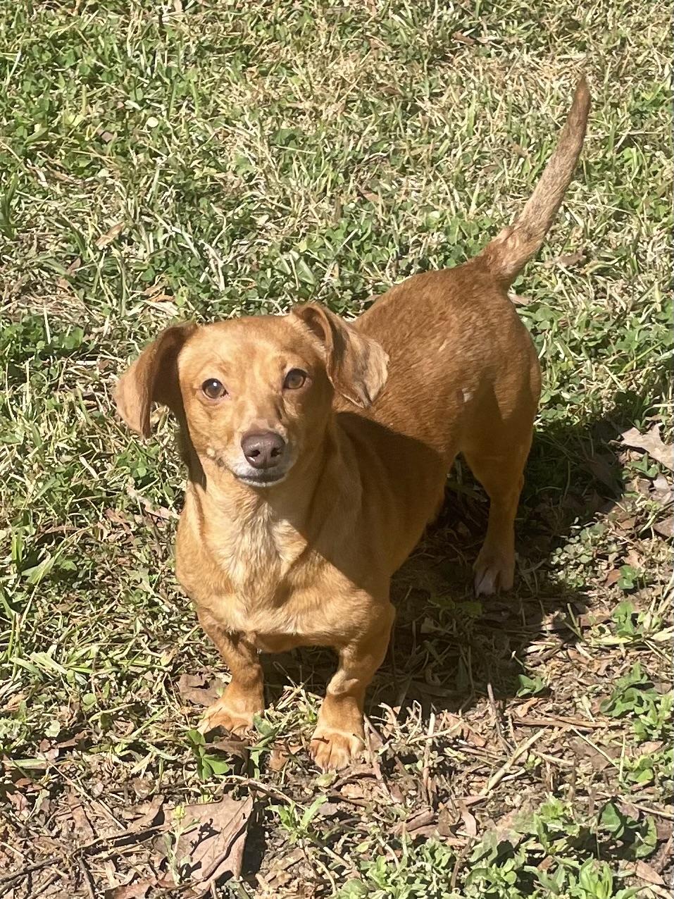 Enlarge Stella in Texarkana TX, a ADOPTABLE mixed breed in Texarkana, TX image 6/6