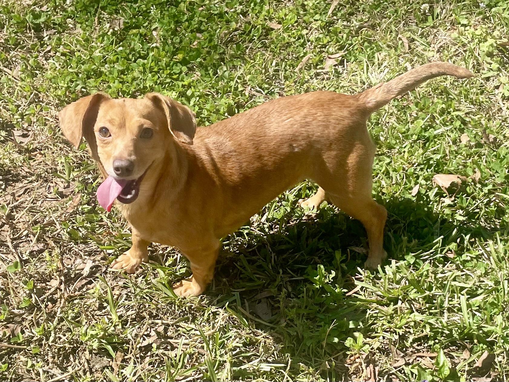 Enlarge Stella in Texarkana TX, a ADOPTABLE mixed breed in Texarkana, TX image 4/6