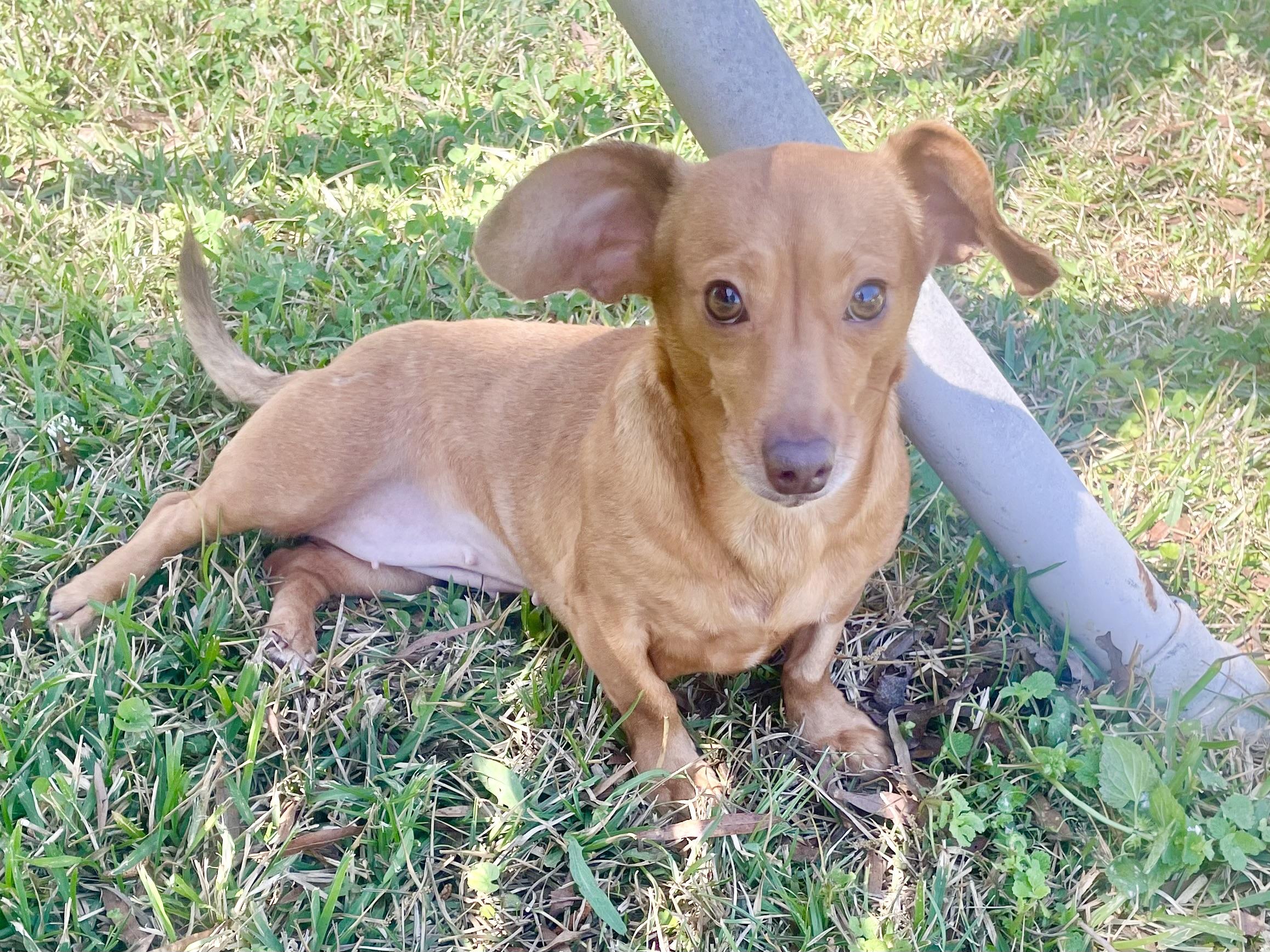 Enlarge Stella in Texarkana TX, a ADOPTABLE mixed breed in Texarkana, TX image 3/6