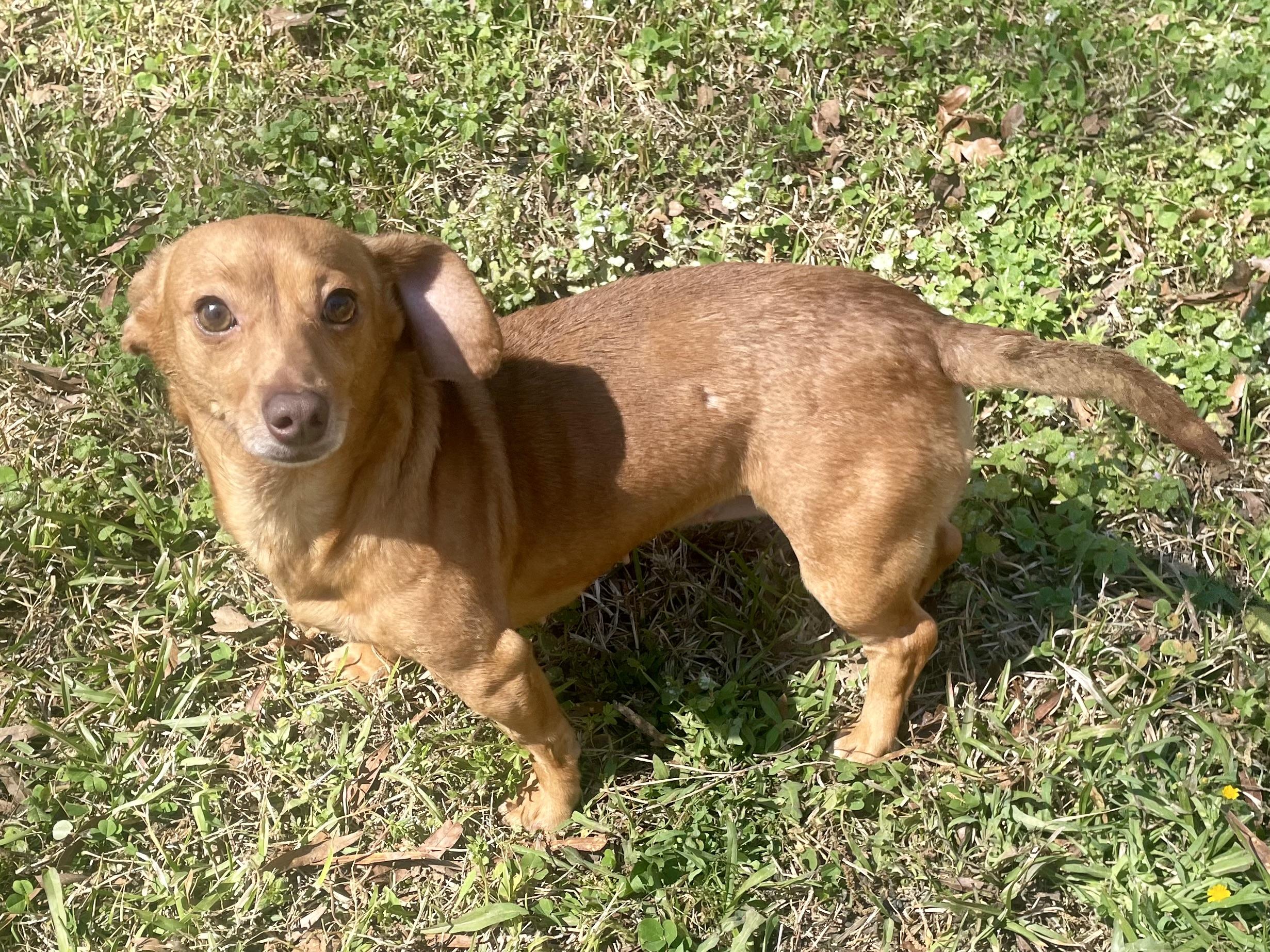 Enlarge Stella in Texarkana TX, a ADOPTABLE mixed breed in Texarkana, TX image 2/6