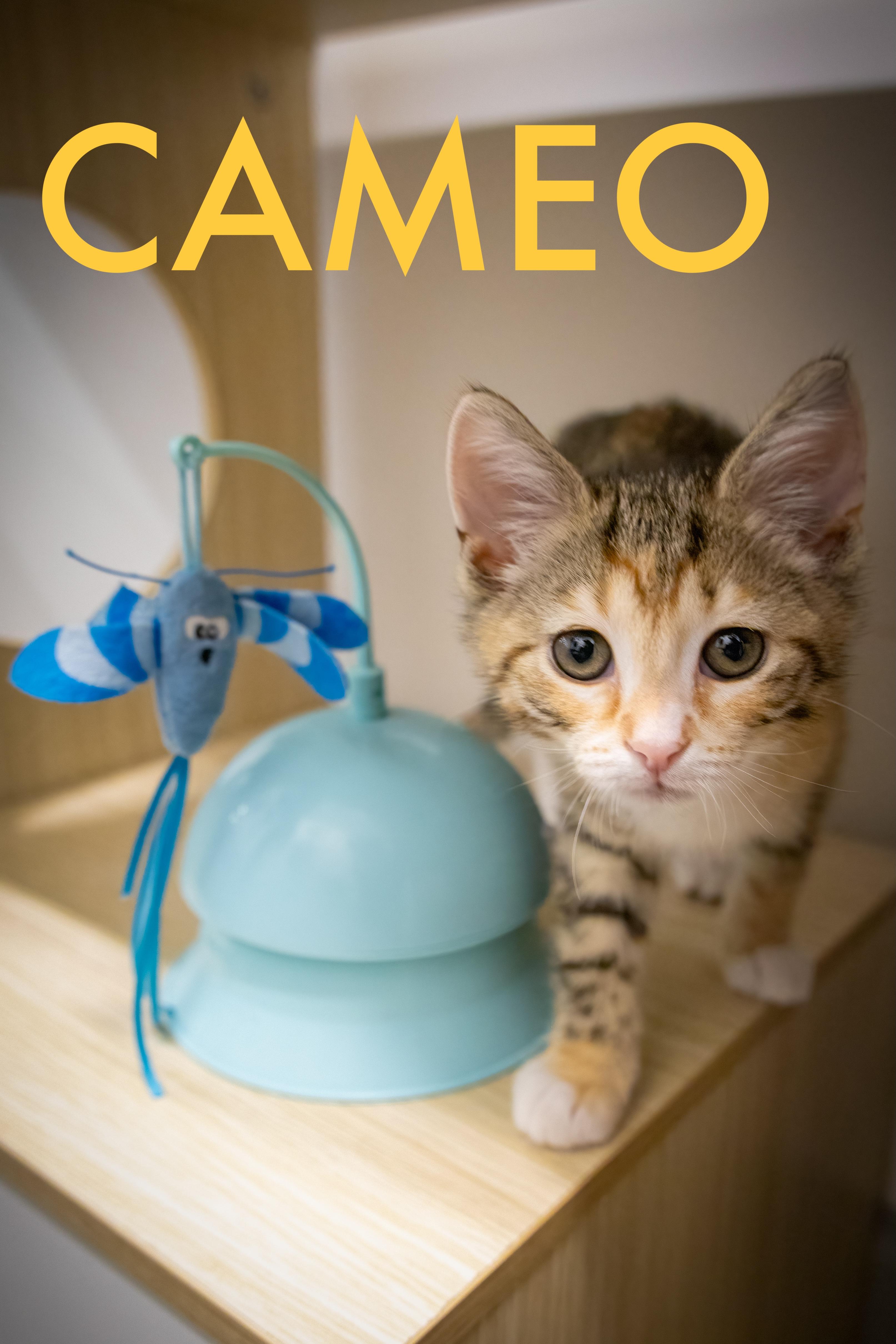 Cameo (fcid# // -