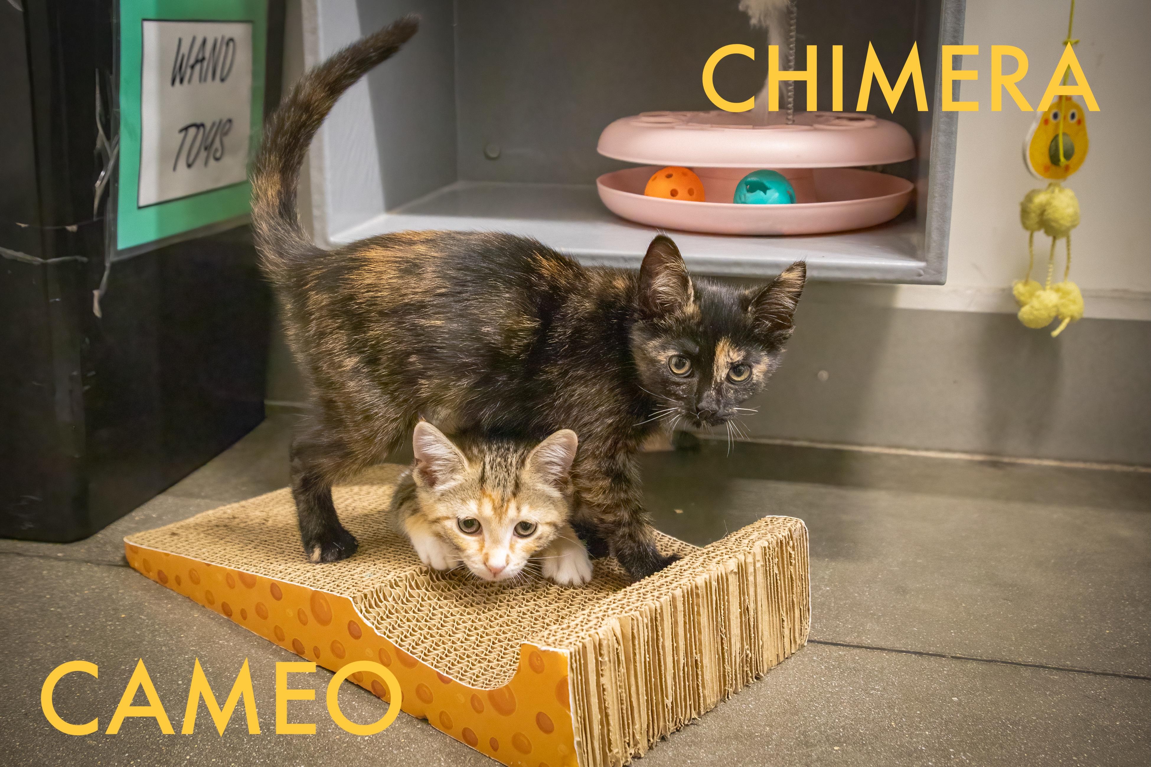 Cameo (fcid# // - thumbnail 2