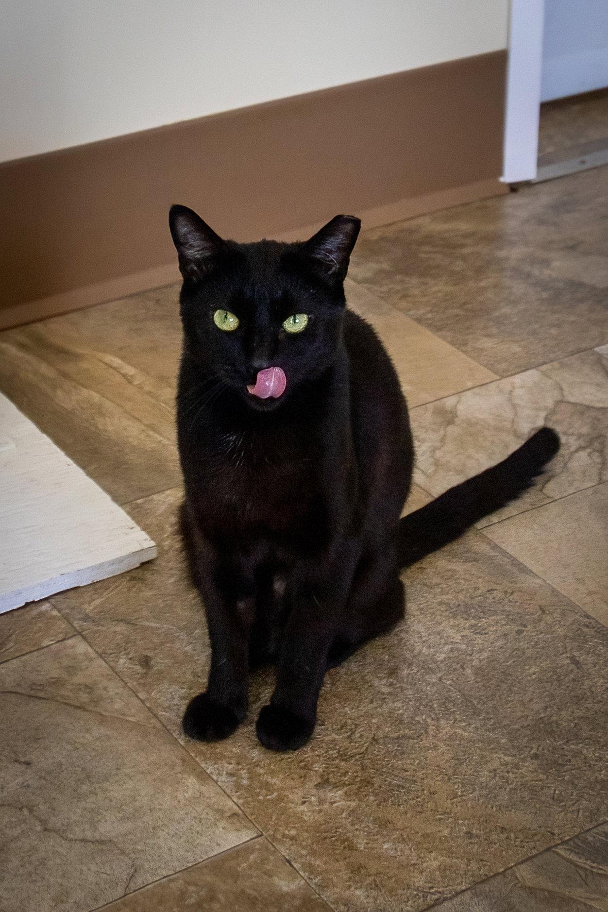 Enlarge Calypso (FCID# 08/17/2026 - 95 Trainer), a Adoptable Domestic Short Hair in Greenville, DE image 2/3