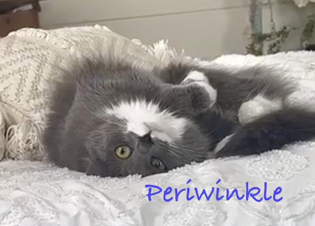Periwinkle, Adopted, Young Female Domestic Long Hair.
