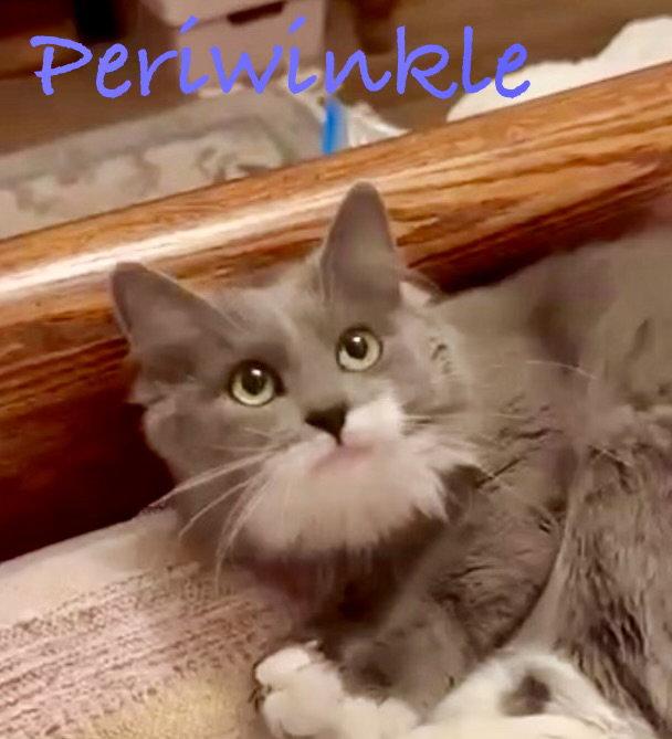 Periwinkle, a Adopted Domestic Long Hair in Reston, VA image 2/3