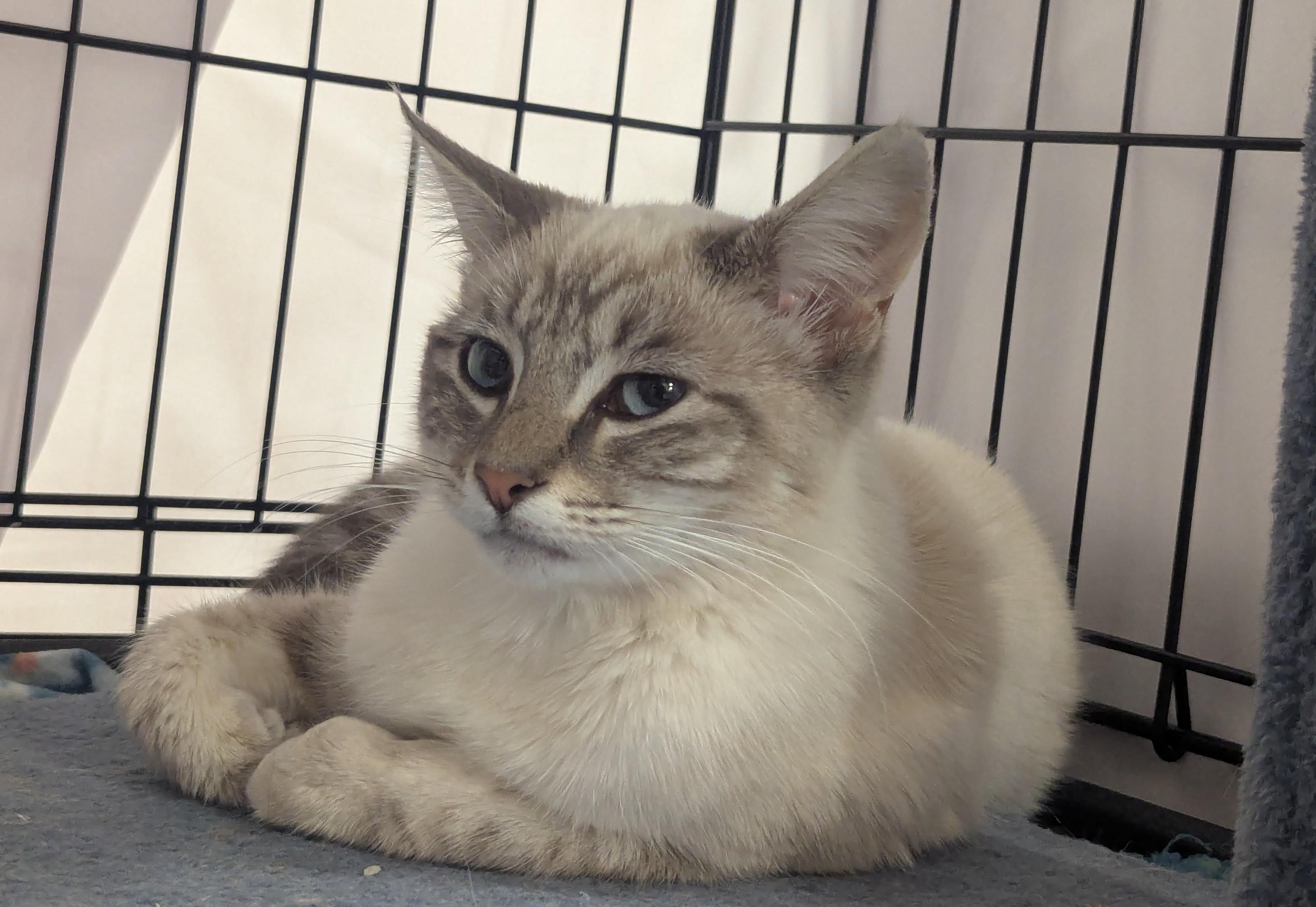 Crumpet, adopted, Young Male Domestic Short Hair.