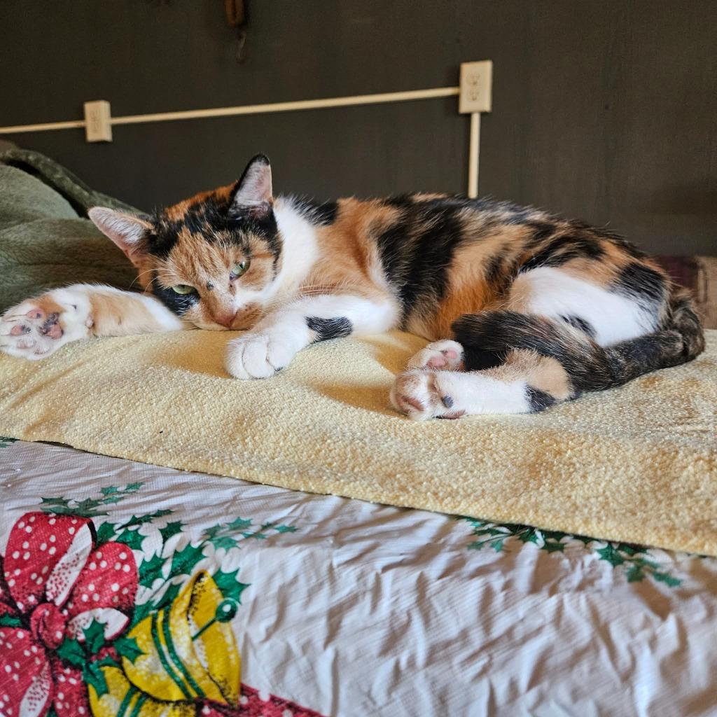 Callie, a Adoptable mixed breed in Minot, ND image 1/5