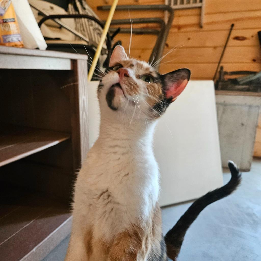 Callie, a Adoptable mixed breed in Minot, ND image 2/5