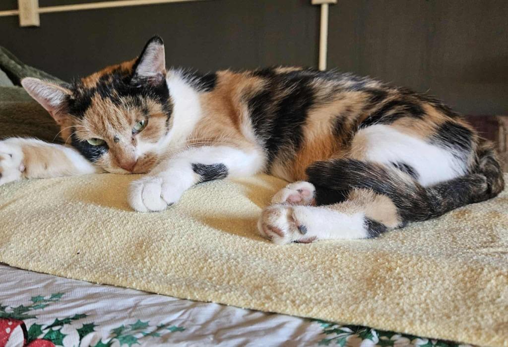 Callie, a Adoptable mixed breed in Minot, ND image 4/5