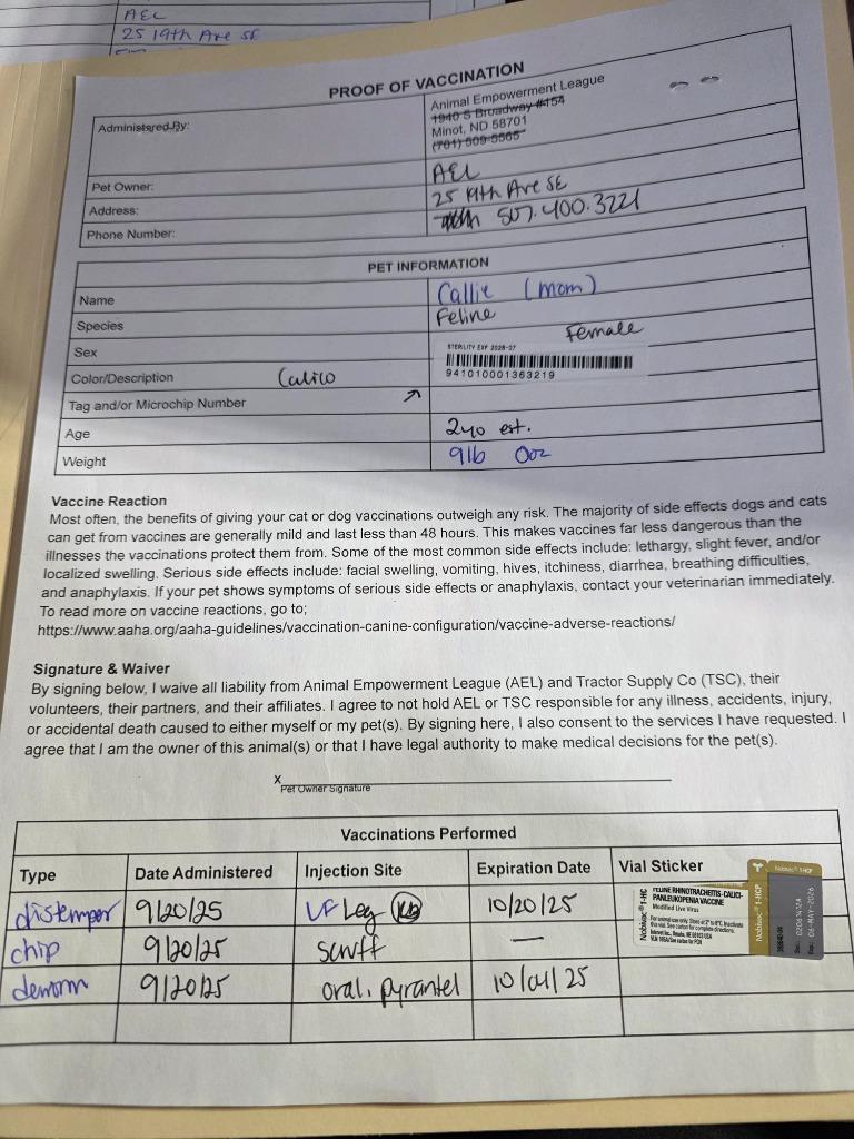 Callie, a Adoptable mixed breed in Minot, ND image 5/5