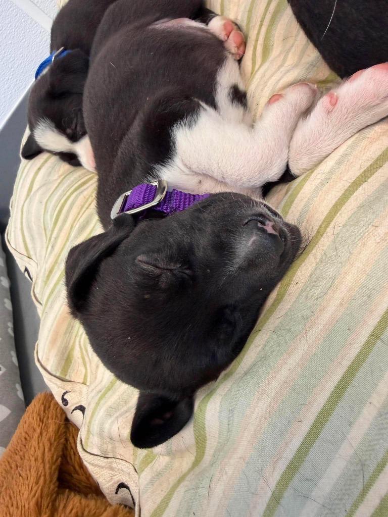 Onyx, Adopted, Puppy Female Mixed Breed.
