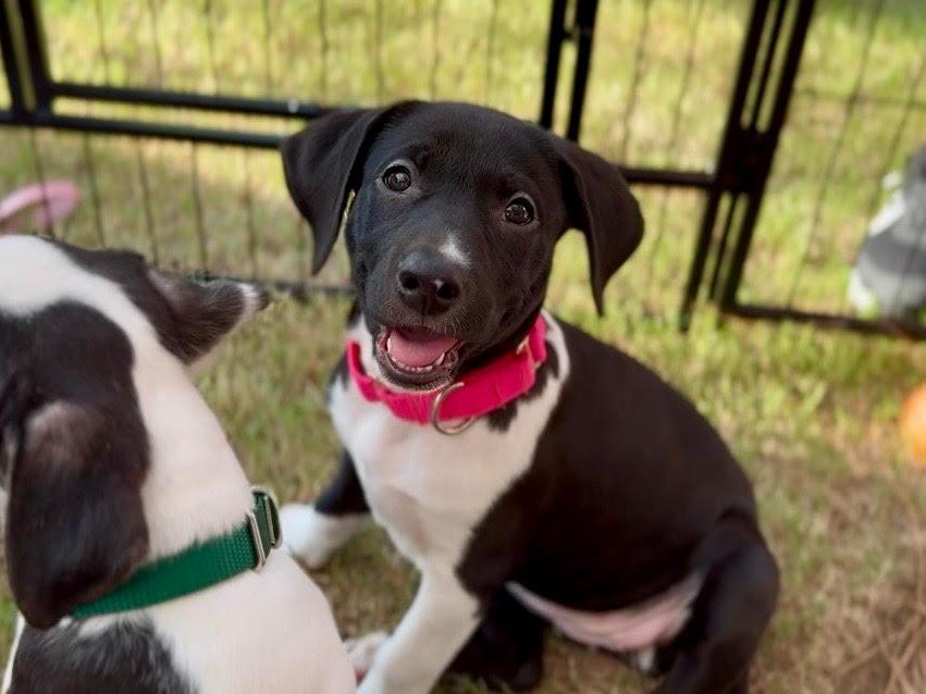 Onyx, a Adopted mixed breed in Raleigh, NC image 2/6