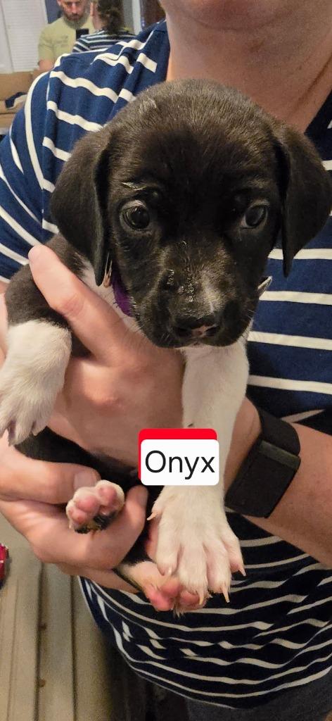 Onyx, a Adopted mixed breed in Raleigh, NC image 3/6