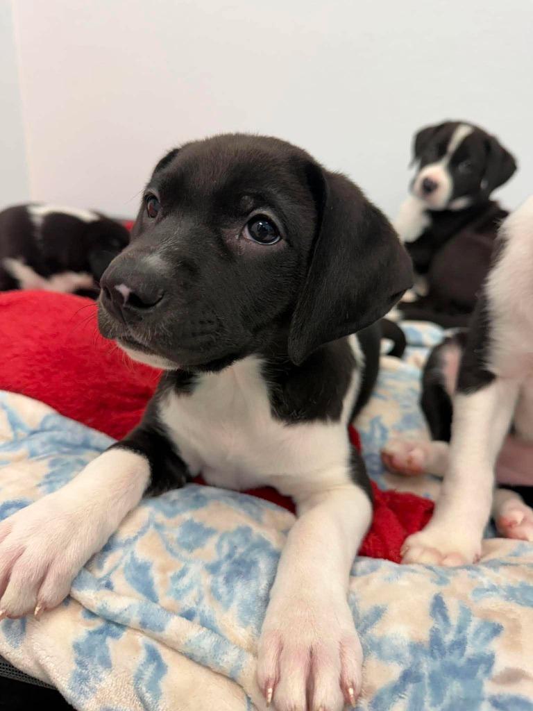 Onyx, a Adopted mixed breed in Raleigh, NC image 4/6