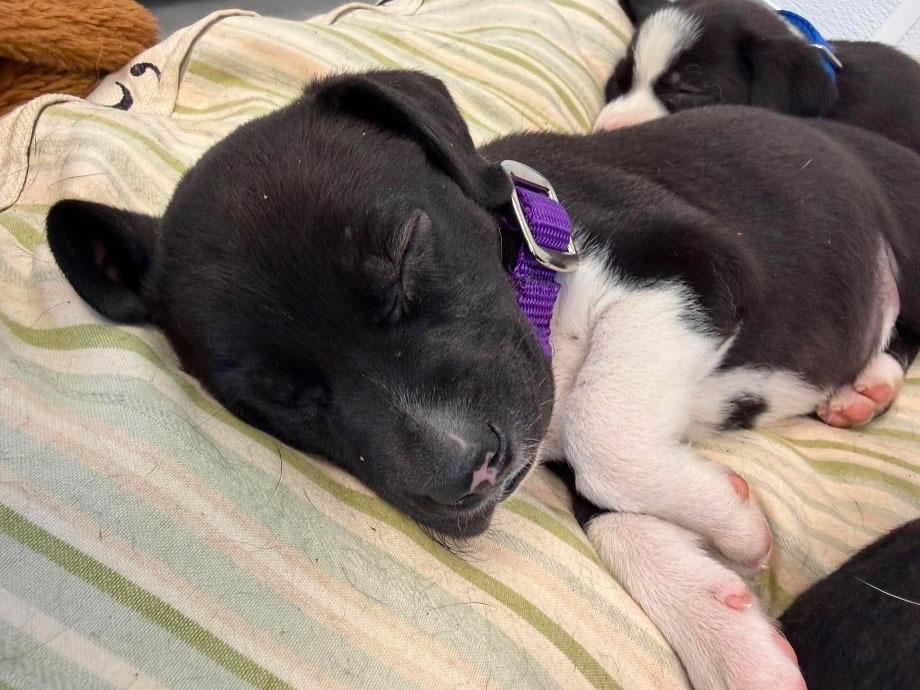 Onyx, a Adopted mixed breed in Raleigh, NC image 5/6