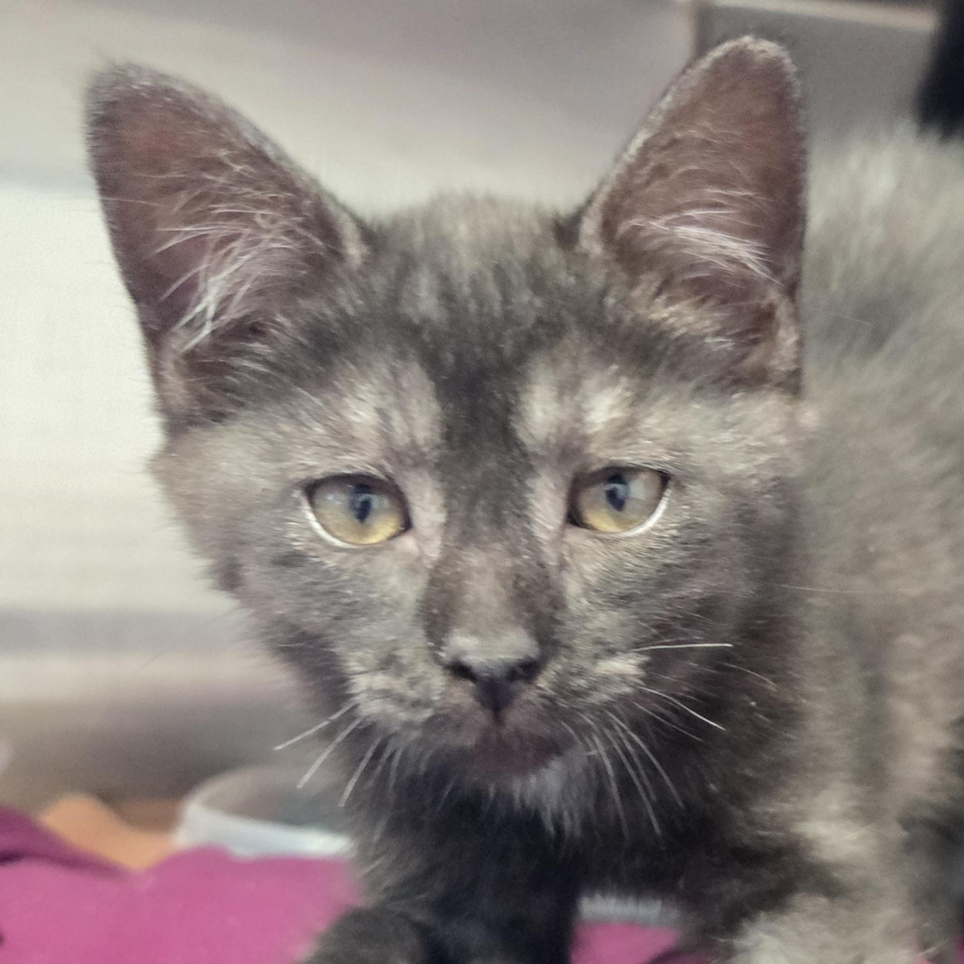 Enlarge Lucky, an adopted Domestic Medium Hair in Brooks, AB image 1/2